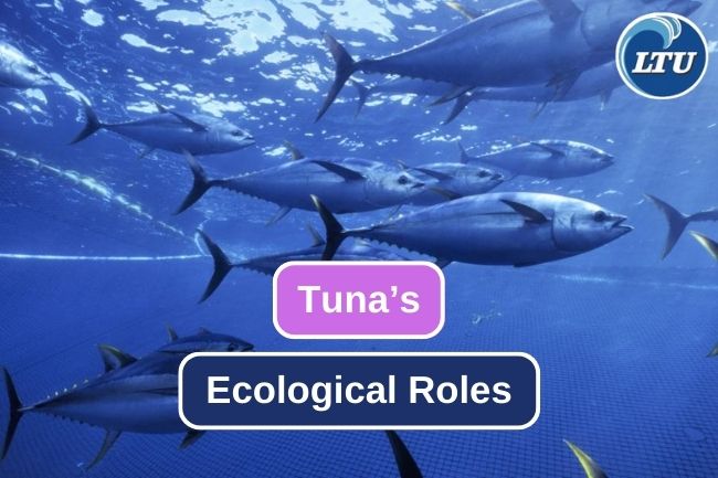 How Tuna Shape the Underwater World and Ecosystems